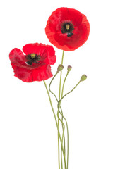 Fototapeta premium poppy flower isolated
