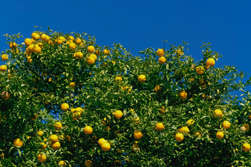 ゆず園のユズの木