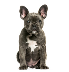 French Bulldog, 3 months old, sitting in front of white backgrou
