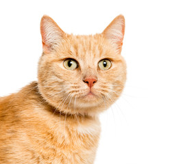 Mixed-breed cat in front of white background