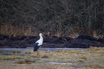 15.03.2019. VELENA, LATVIA. White stork (Ciconia ciconia) on field at countryside. First migratory stork, during spring time in Latvia.