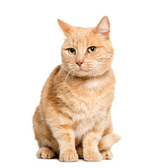 Obraz premium Mixed-breed cat sitting in front of white background