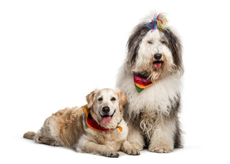 Mixed-breed dog sitting in front of white background