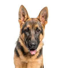 German Shepherd in front of white background