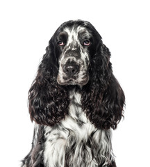 Cocker in front of white background