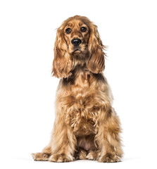 English Cocker sitting in front of white background