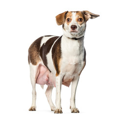 Pregnant dog in front of white background