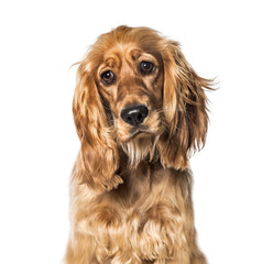 English Cocker in front of white background