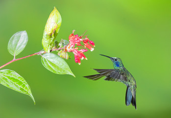 Sparkling Violetear Hummingbird (Colibri coruscans), Tandayapa Area, Ecuador