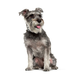 Miniature Schnauzer sitting in front of white background