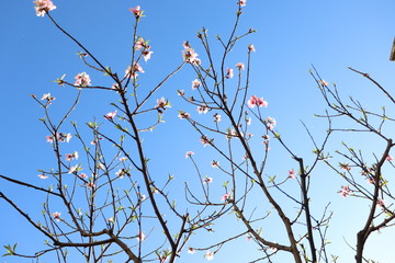  peach tree