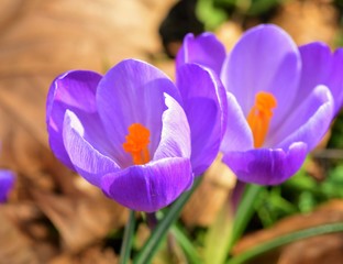 crocus in spring