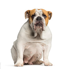 Obraz na płótnie Canvas British Bulldog, English Bulldog, 10 months old, sitting in fron