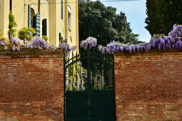 Iron Gate and Wisteria, Venice