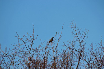 앙상한 나무가지에 앉은 새