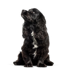 Cavalier King Charles Spaniel sitting in front of white backgrou