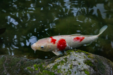 koi fish in the pond