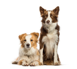 Border Collie sitting in front of white background