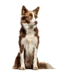 Border Collie sitting in front of white background