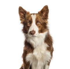 Border Collie sitting in front of white background