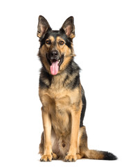 German Shepherd sitting in front of white background