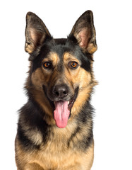 German Shepherd in front of white background