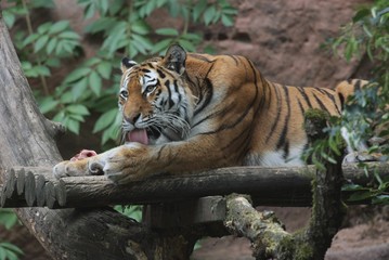 tiger
