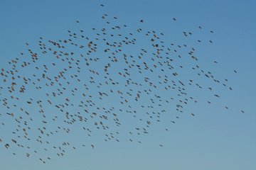 flock of starlings
