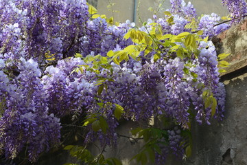 Venetian Wisteria