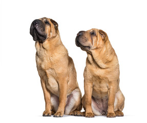 Shar Pei sitting in front of white background