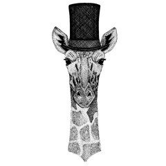 Wild animal wearing top hat, cylinder. Hipster camelopard, giraffe