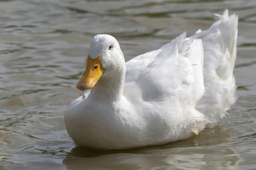 White Long Island duck also known as Aylesbury or Pekin duck