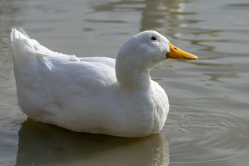 White Long Island duck also known as Aylesbury or Pekin duck