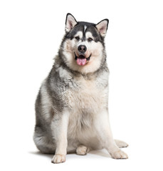 Alaskan Malamute sitting in front of white background