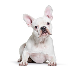 French Bulldog, 8 months old, lying in front of white background