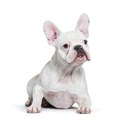 Fototapeta premium French Bulldog, 8 months old, lying in front of white background