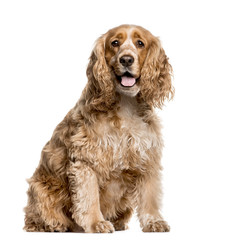 American Cocker Spaniel sitting in front of white background
