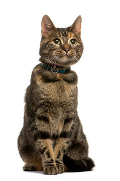 Mixed breed cat sitting in front of white background