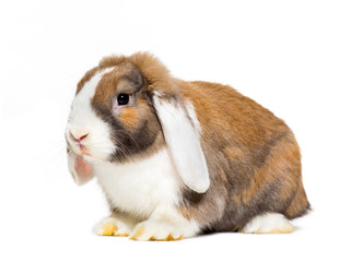Fototapeta premium Rabbit in front of white background