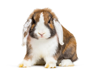 Rabbit in front of white background