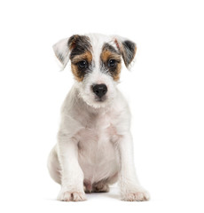 Parson Russell Terrier, 2 months old, sitting in front of white