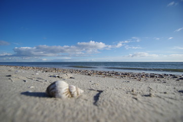 Wellhornschnecke am Strand von Föhr