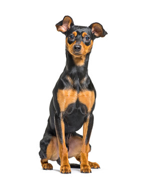 Miniature Pinscher sitting in front of white background