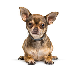 Chihuahua lying in front of white background