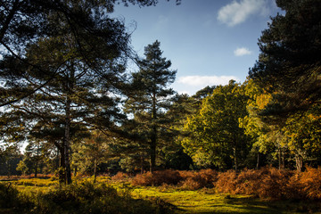 New forest