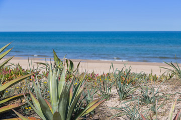 Vegetation and sandy dunes in the Mediterranean, Denia, Valencia, Spain