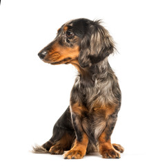Dachshund, Sausage dog sitting in front of white background
