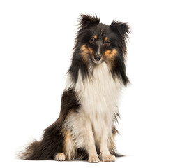 Shetland Sheepdog, 10 months old, sitting in front of white back