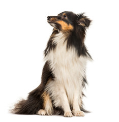 Shetland Sheepdog, 10 months old, sitting in front of white back