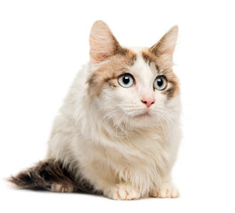Maine Coon lying in front of white background